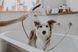 Ручний душ Hansgrohe Dogshower 26640540, синій 91872 фото 3 | La Dushe | Салон меблів і сантехнікаи Ля Душе | Портал для професіоналів | Дизайн інтер'єрів | Персональний сервіс| Професійна консульація | Дизайн проект | Імпорт з Єверопи