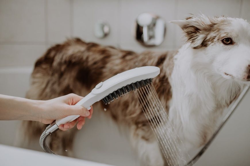 Ручной душ Hansgrohe Dogshower 26640700, белый матовый 86885 фото | La Dushe | Салон мебели и сантехники Ля Душе | Портал для профессионалов | Дизайн интерьеров | Персональный сервис | Профессиональная консульция |  Дизайн проект | Импорт из Еверопы