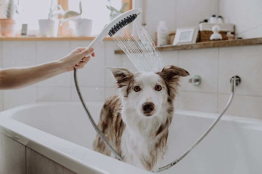 Ручной душ Hansgrohe Dogshower 26640700, белый матовый 86885 фото | La Dushe | Салон мебели и сантехники Ля Душе | Портал для профессионалов | Дизайн интерьеров | Персональный сервис | Профессиональная консульция |  Дизайн проект | Импорт из Еверопы